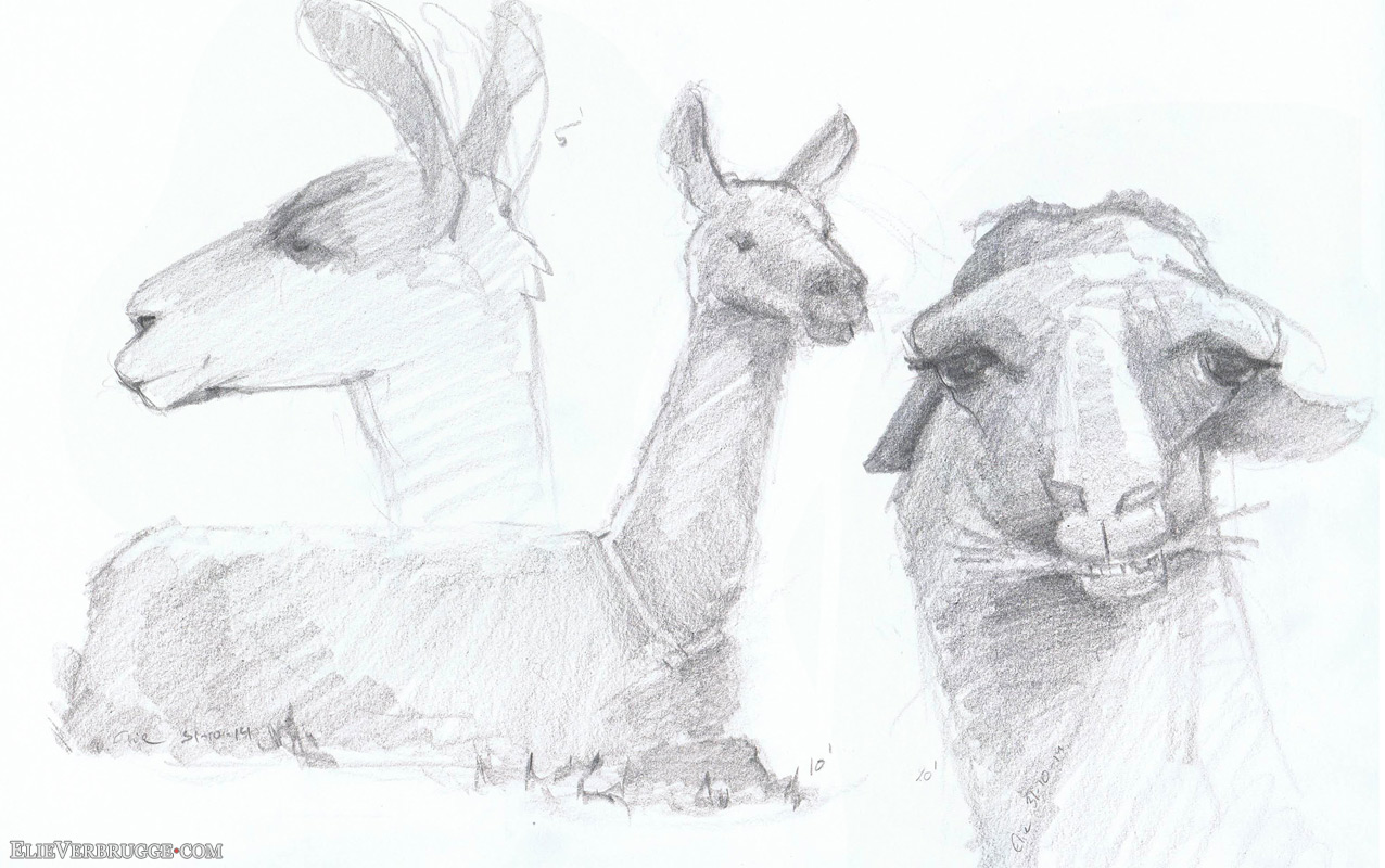 Life drawing and llamas